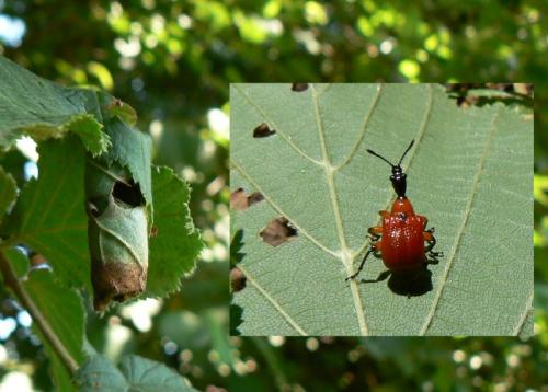 Réf. 46 074 : Apoderus coryli