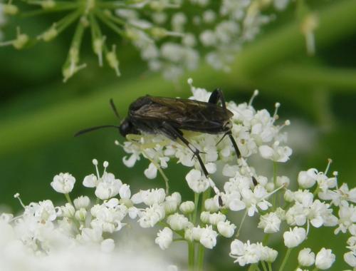 Macrophya montana