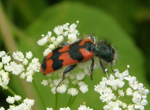Trichodes alvearius