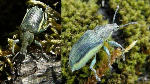 Chlorophanus viridis