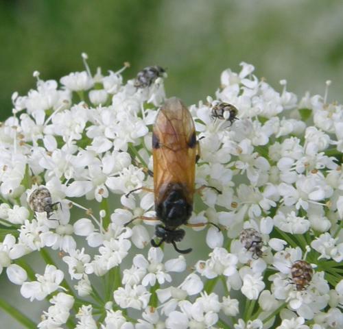 Arge cyanocrocea