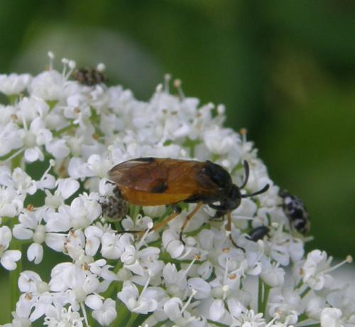 Arge cyanocrocea