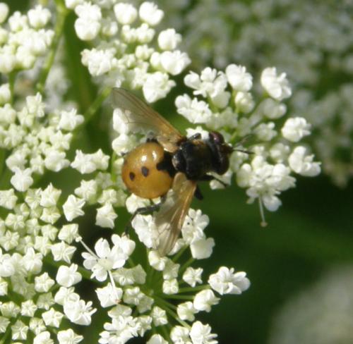 Gymnosoma sp.