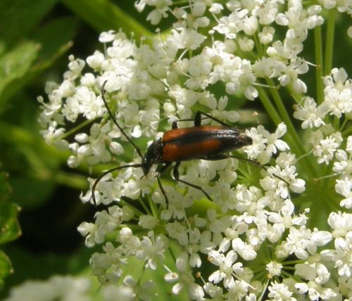 Stenurella sp.