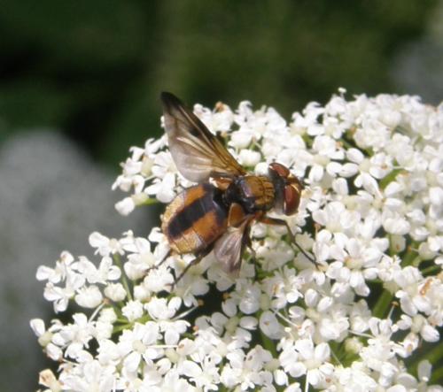Ectophasia crassipennis