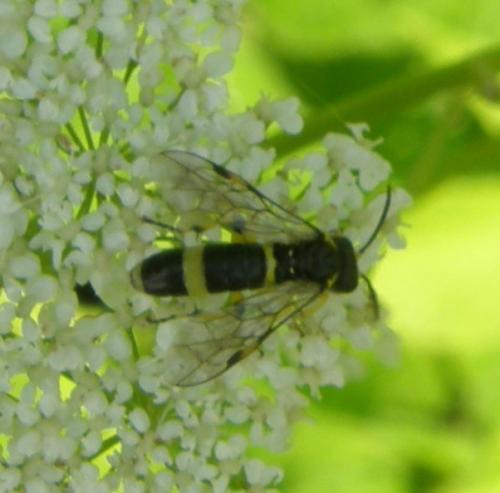 Zonuledo zonula