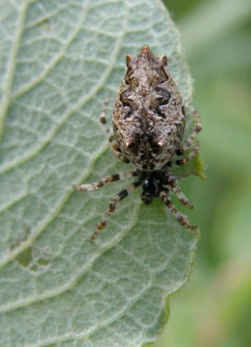Réf. 46 530 : Cyclosa oculata