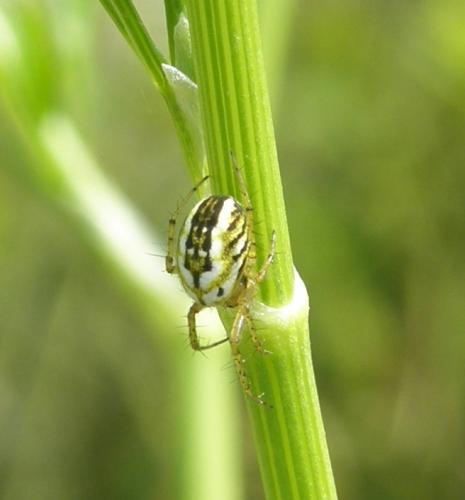 Réf. 46 126 : Mangora acalypha