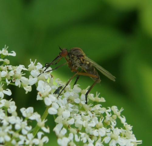 Empis livida