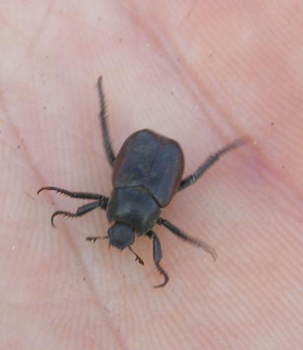Hoplia philanthus