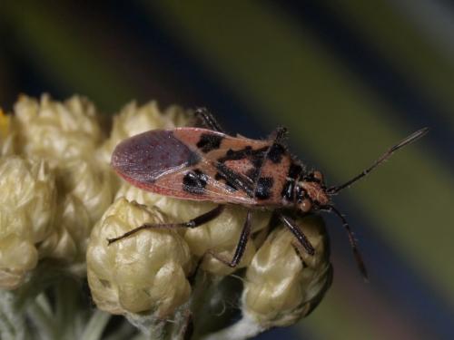Corizus hyoscyami hyoscyami