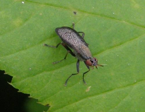 Réf. 46 689 : Coremacera marginata