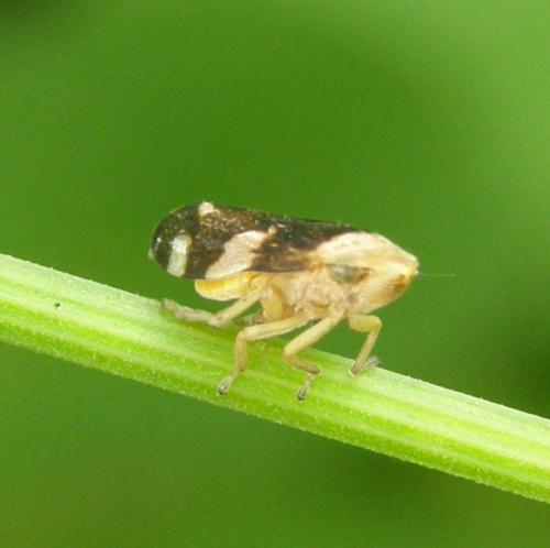 Philaenus spumarius