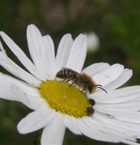Réf. 46 866 : Colletes sp.