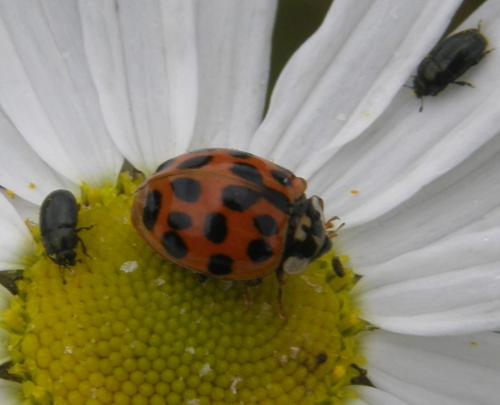 Harmonia axyridis
