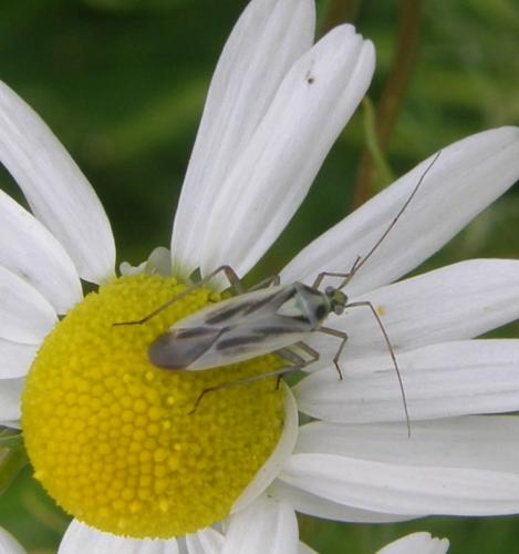 Stenotus binotatus