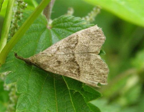 Réf. 46 562 : Hypena sp.