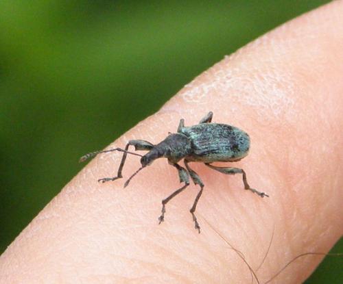 Réf. 46 863 : Phyllobius pomaceus
