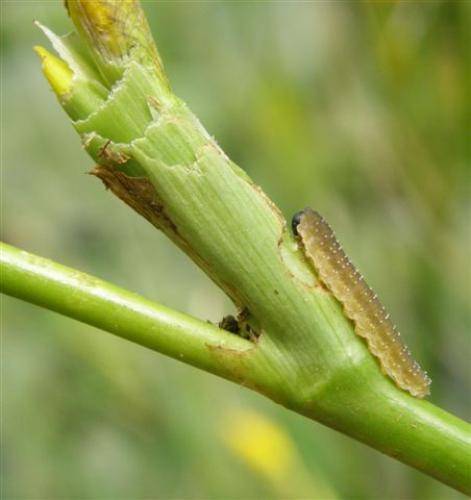 Rhadinoceraea micans