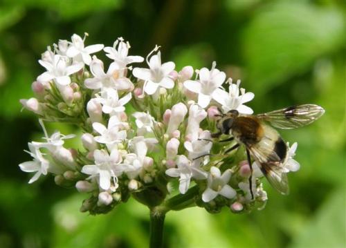 Leucozona sp.