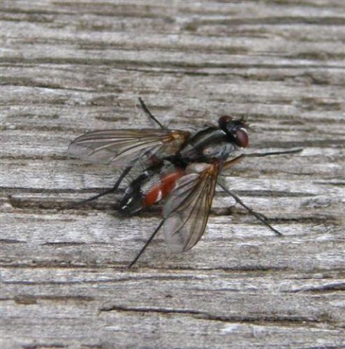 Mintho rufiventris