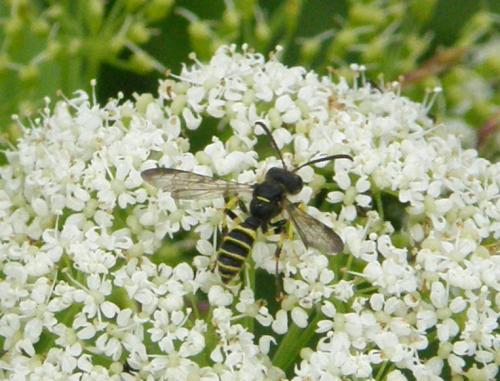 Cerceris quadricincta