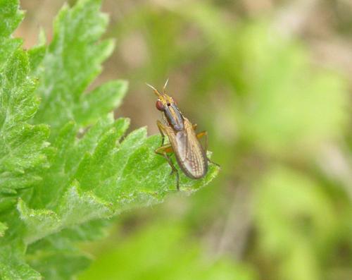 Limnia sp.