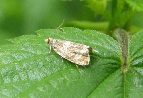 Celypha lacunana