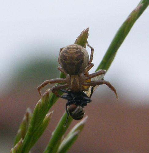 Xysticus sp.