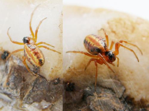 Hypsosinga heri