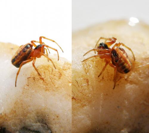 Hypsosinga heri