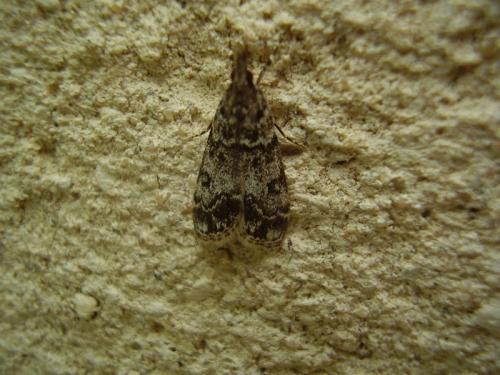 Réf. 46 928 : Eudonia lacustrata