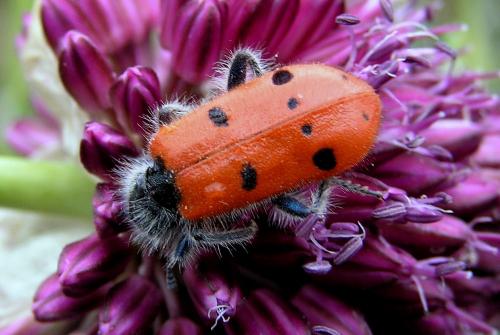 Trichodes octopunctatus