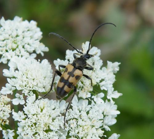 Pachytodes erraticus