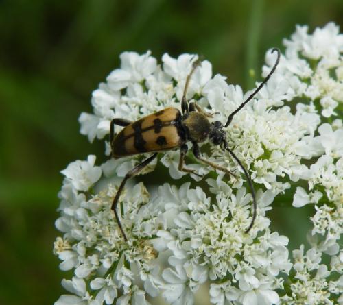 Pachytodes erraticus