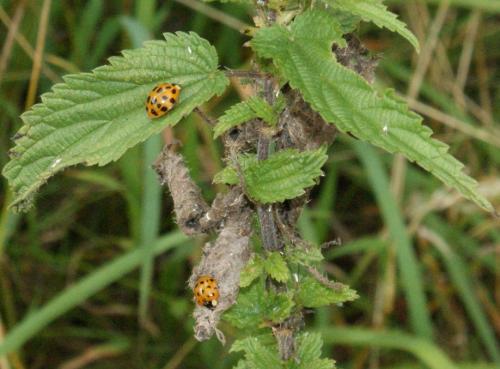 Harmonia axyridis