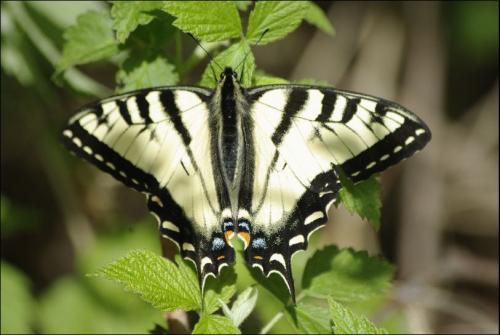 Papilio canadensis