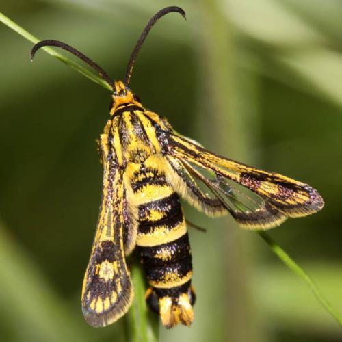 Chamaesphecia empiformis