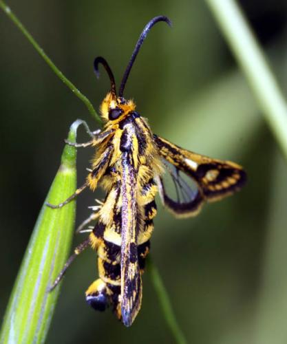Réf. 46 377 : Chamaesphecia empiformis