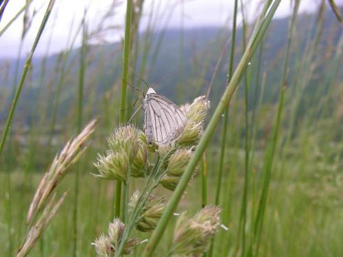 Siona lineata