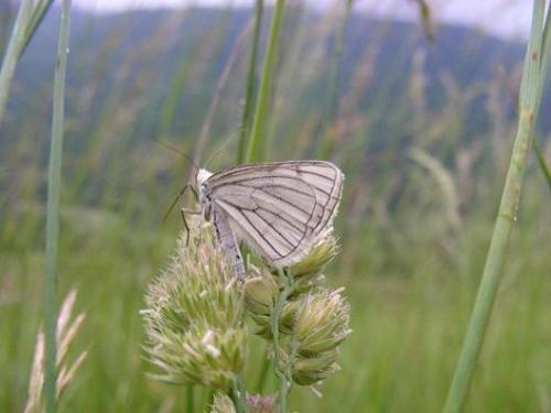 Siona lineata
