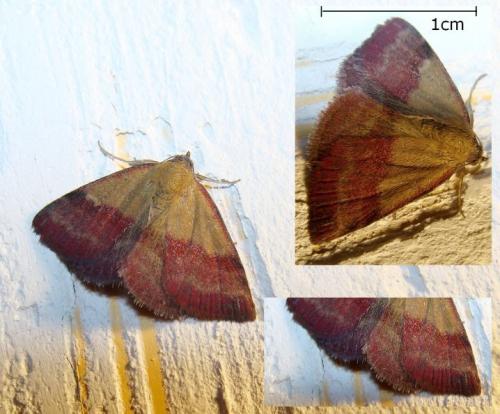 Phytometra viridaria