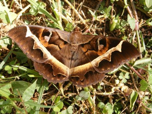 Réf. 46 793 : Cyligramma disturbens