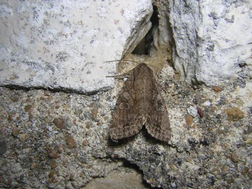 Apterogenum ypsillon