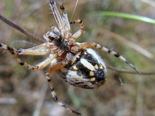 Réf. 46 796 : Aculepeira armida