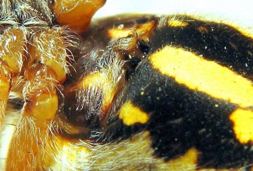 Aculepeira armida