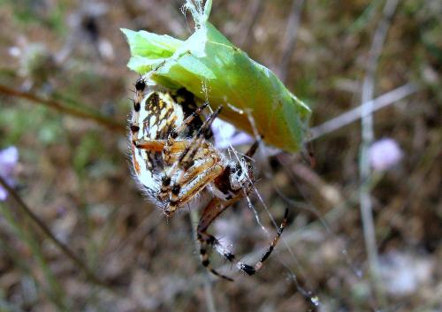 Aculepeira armida