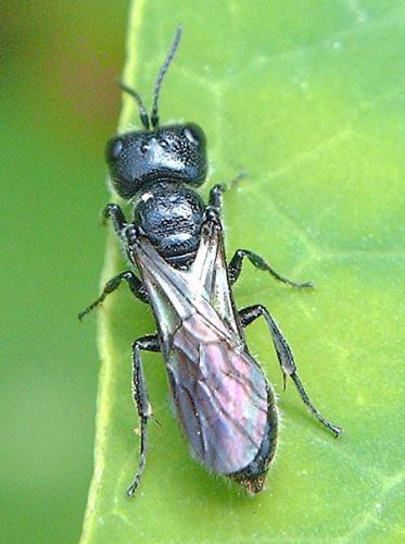 Réf. 46 580 : Pemphredon sp.