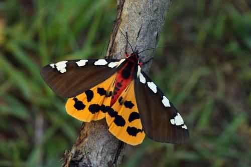 photo de papillon
