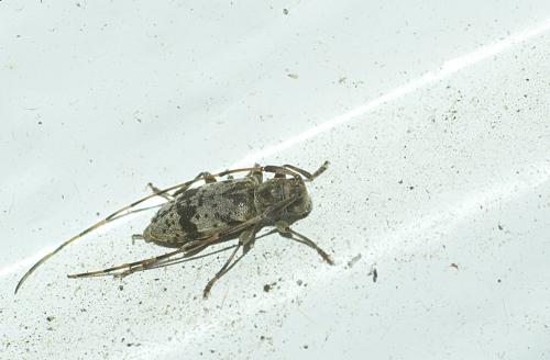 Leiopus femoratus